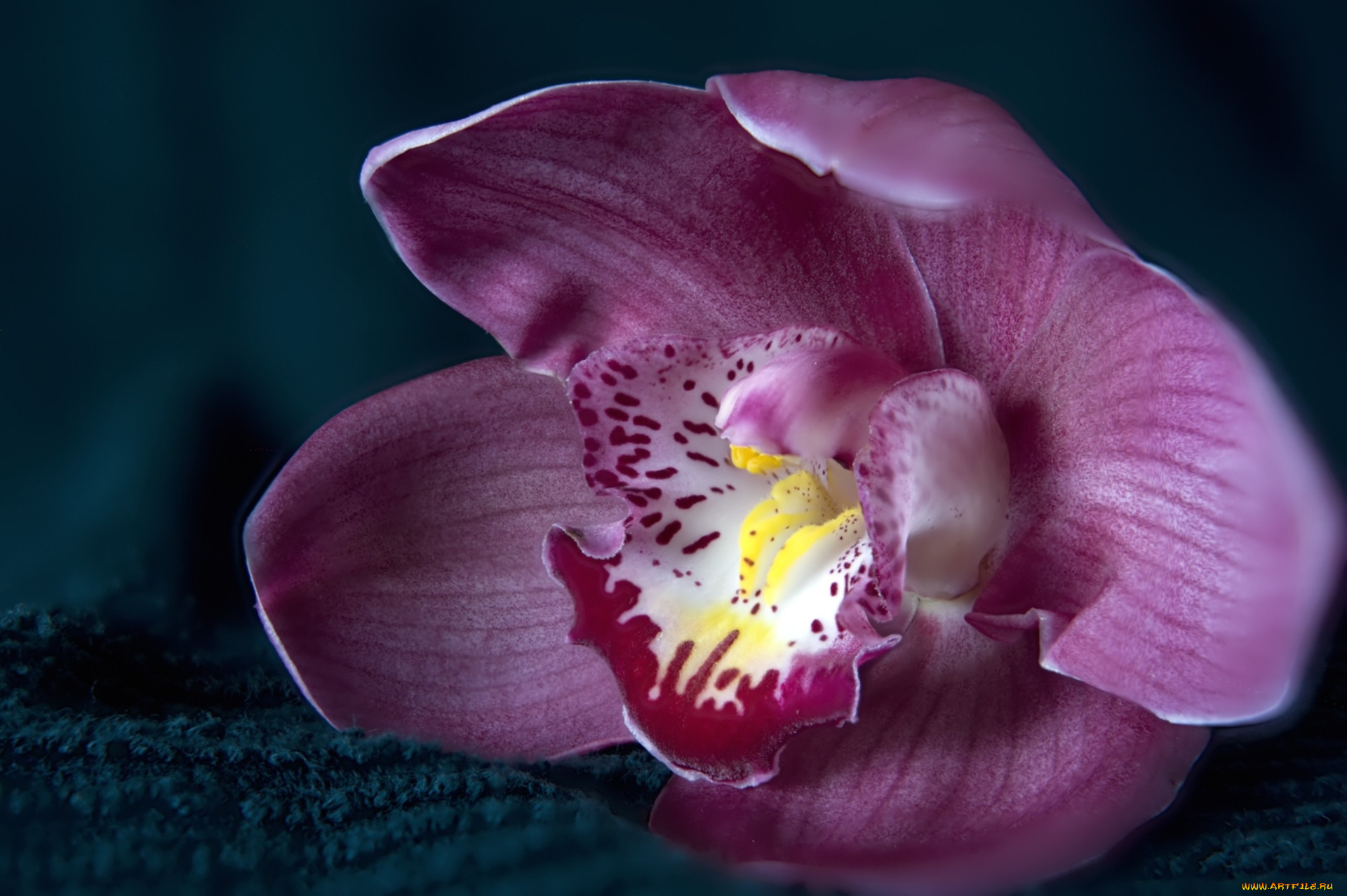 Flowers orchids. Орхидея Цимбидиум фиолетовая. Орхидея Цимбидиум сиреневая. Орхидея Мальва.
